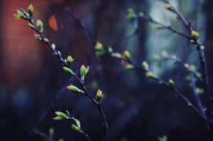 Evening Bloom